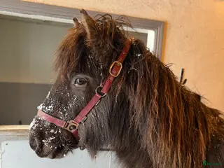 hästar Rolig häst för framtiden i Svenljunga - Annons 2