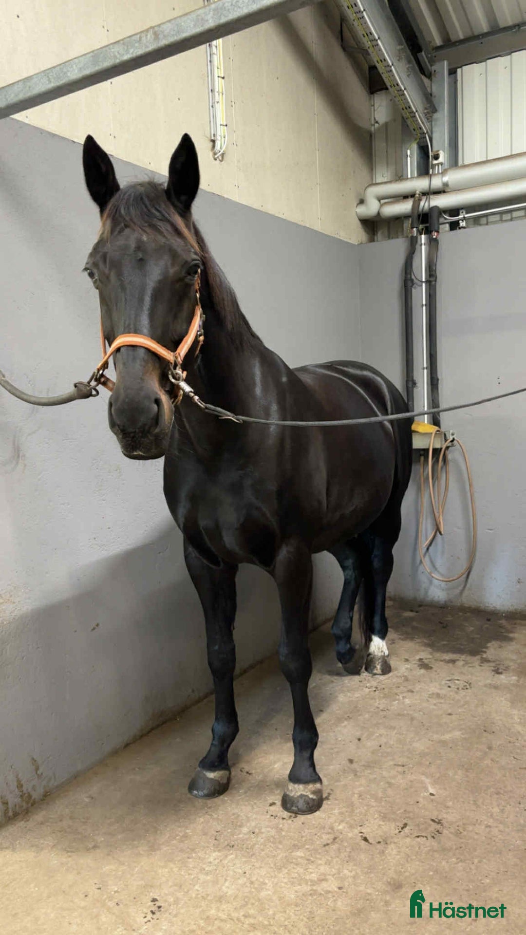 Dressyr hästar till salu: Vackert sto för lättare ridning.  i Torslanda - Annons 5