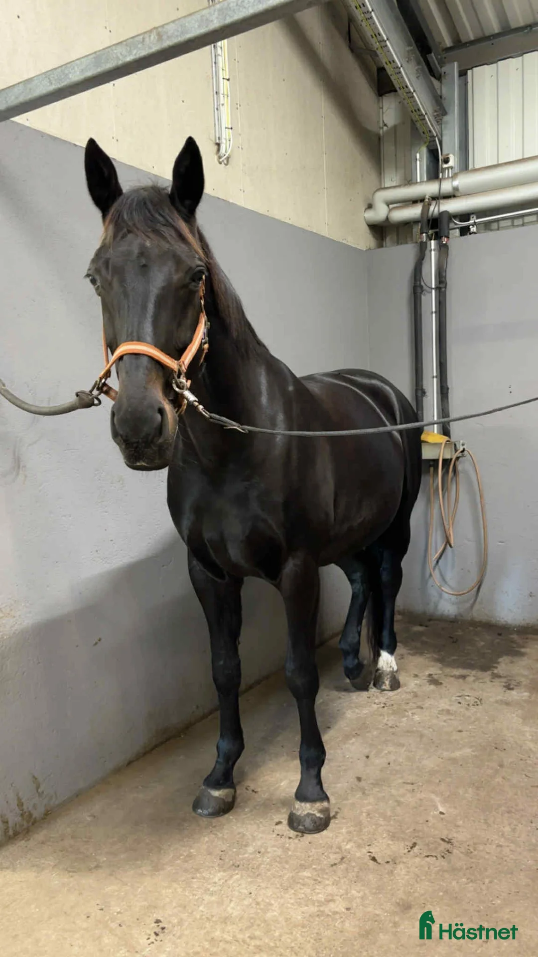 Dressyr hästar till salu: Vackert sto för lättare ridning.  i Torslanda - Annons 5