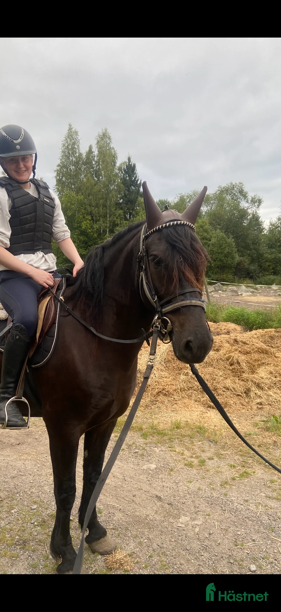 Allround hästar till salu: Rolig kompis! i Hamrångefjärden - Annons 2