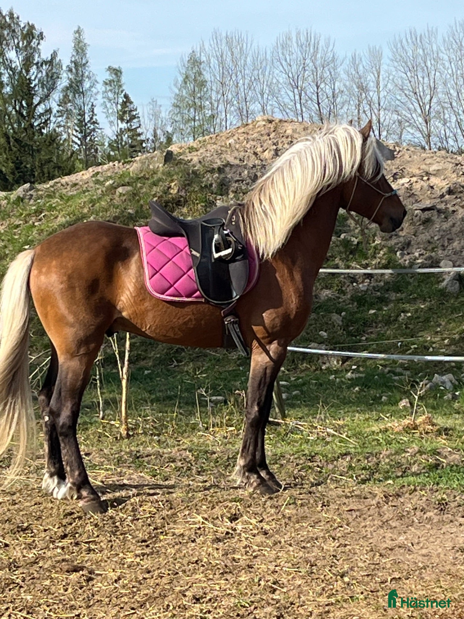  hästar En bra häst att börja utbilda - Annons 1