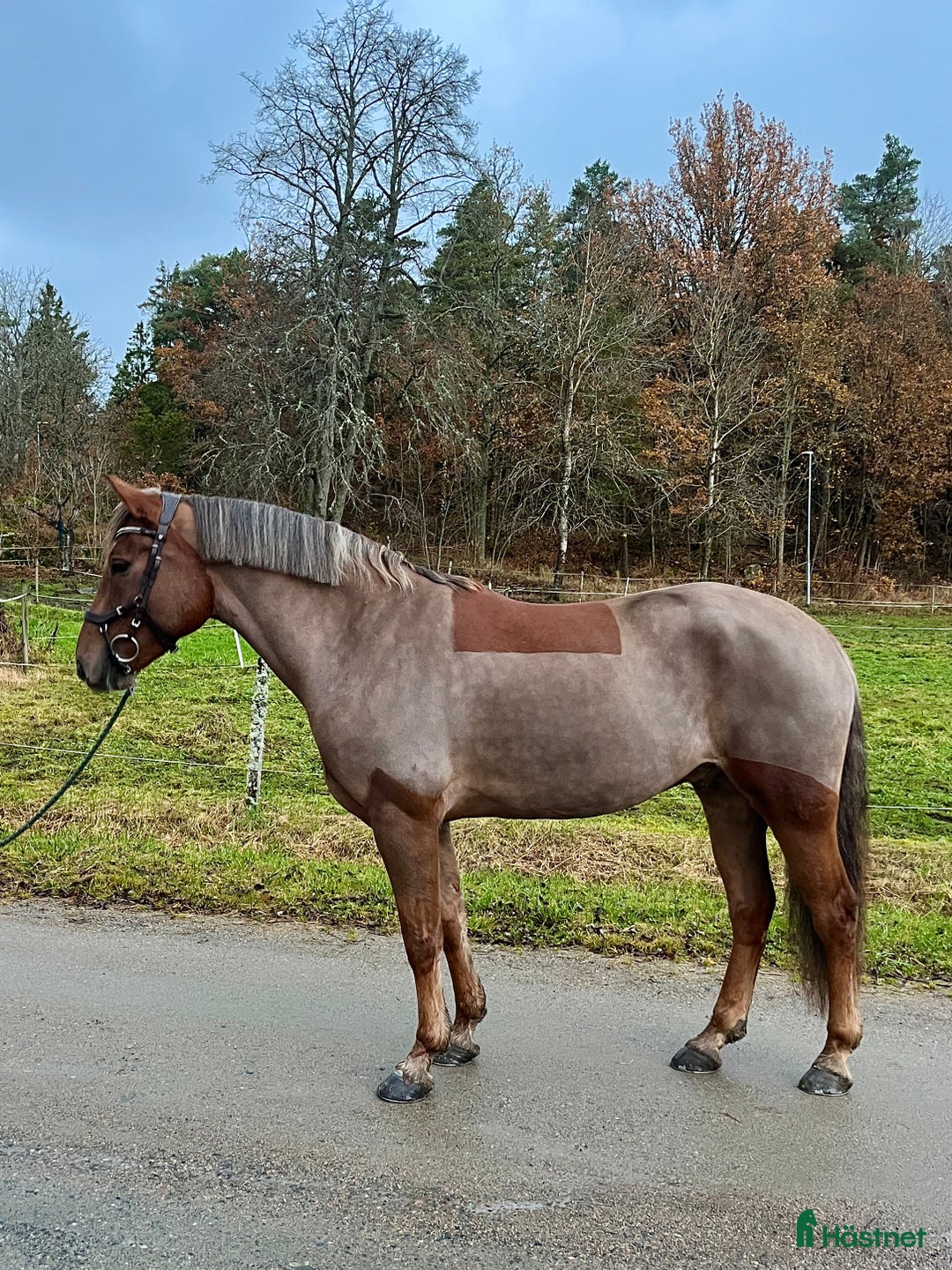 Allround hästar till salu: En på miljonen🌟 i Göta - Annons 3