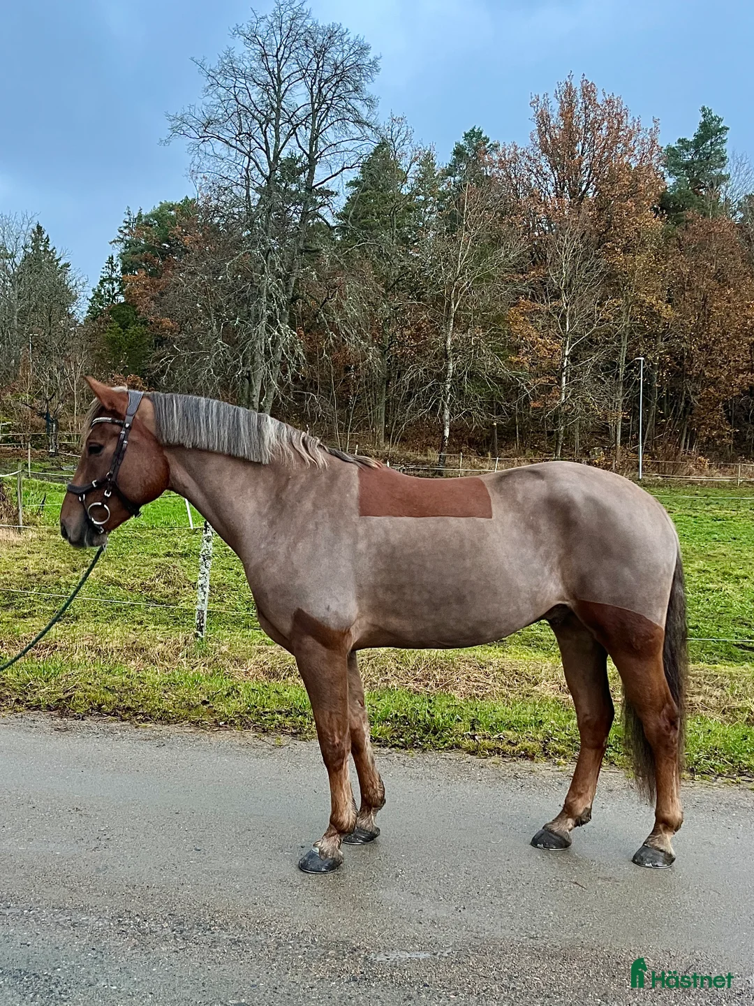 Allround hästar till salu: En på miljonen🌟 - Annons 3