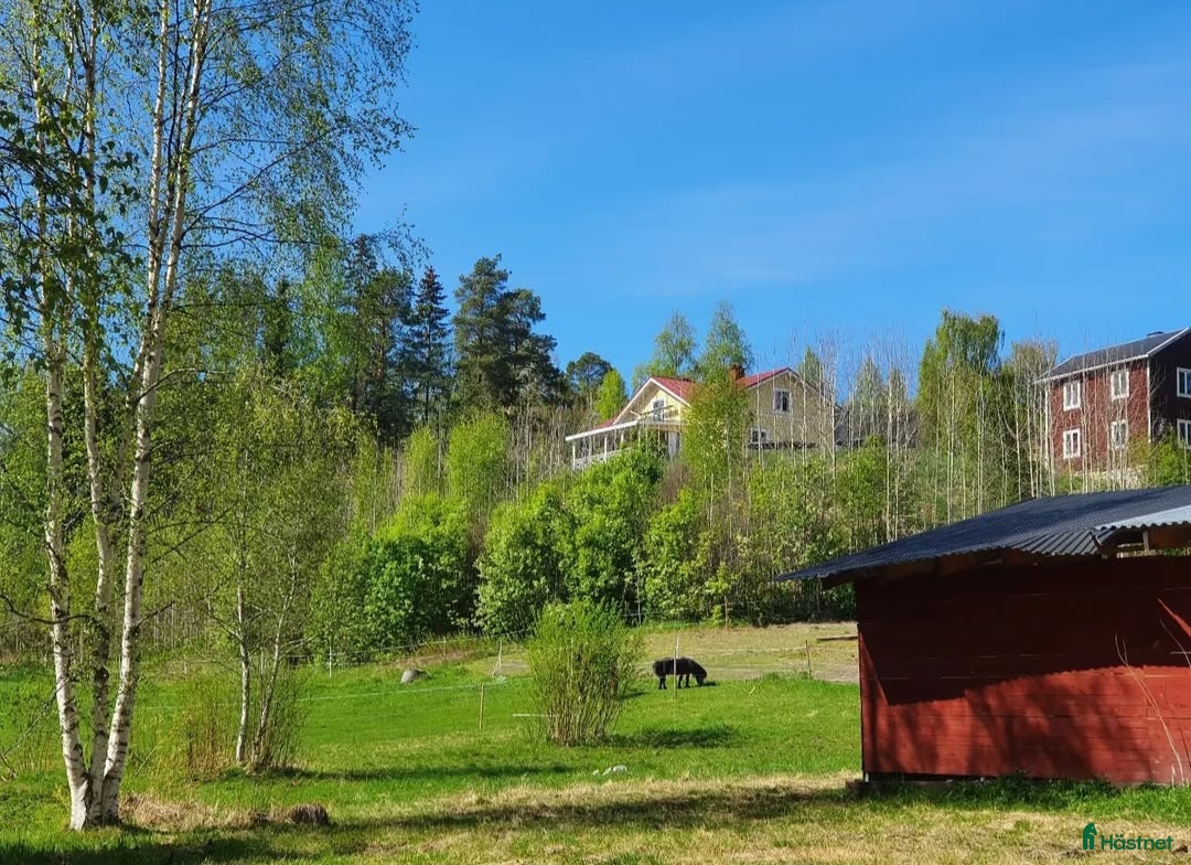  hästar Varmblod sökes, foder/köpes! i Sundsvall - Annons 6