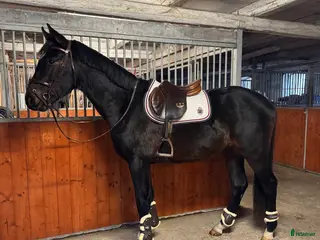 hästar Unghäst med stor potential - Annons 3