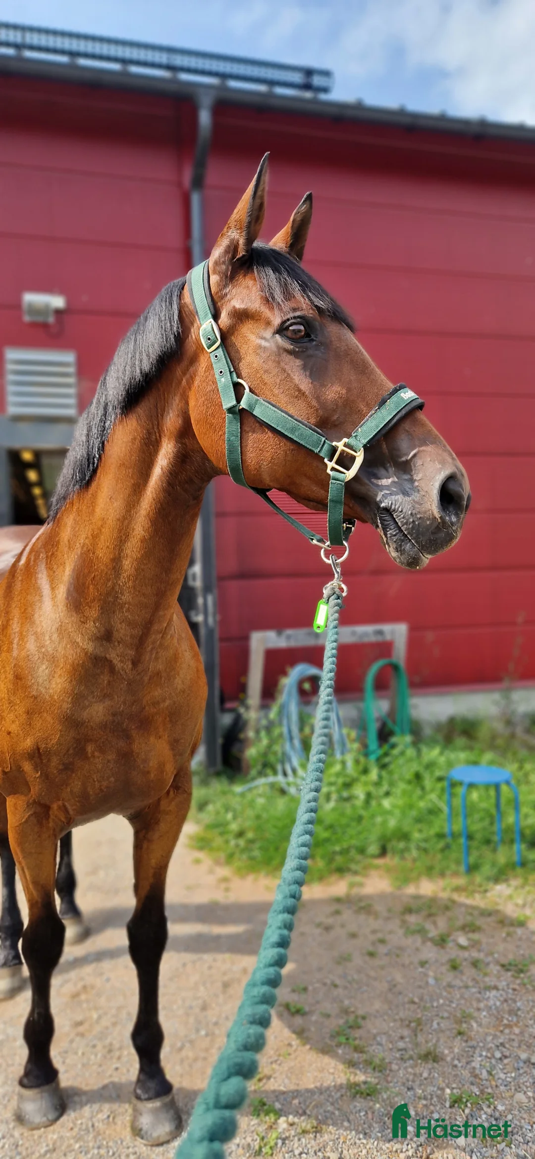 Sällskap hästar till salu: Hobby/Sällskapshäst säljes - Annons 2