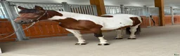 Allround hästar till salu: Marvelous mare for hobby/showjumping/riding school - Annons 3