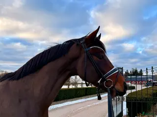 hästar Fin häst för framtiden! i Ambjörnarp - Annons 1