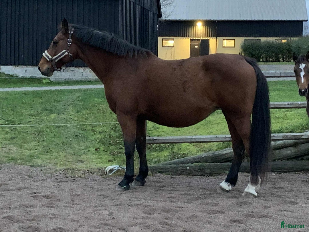 Avelshästar hästar till salu: Avelssto hoppning i Sösdala - Annons 3