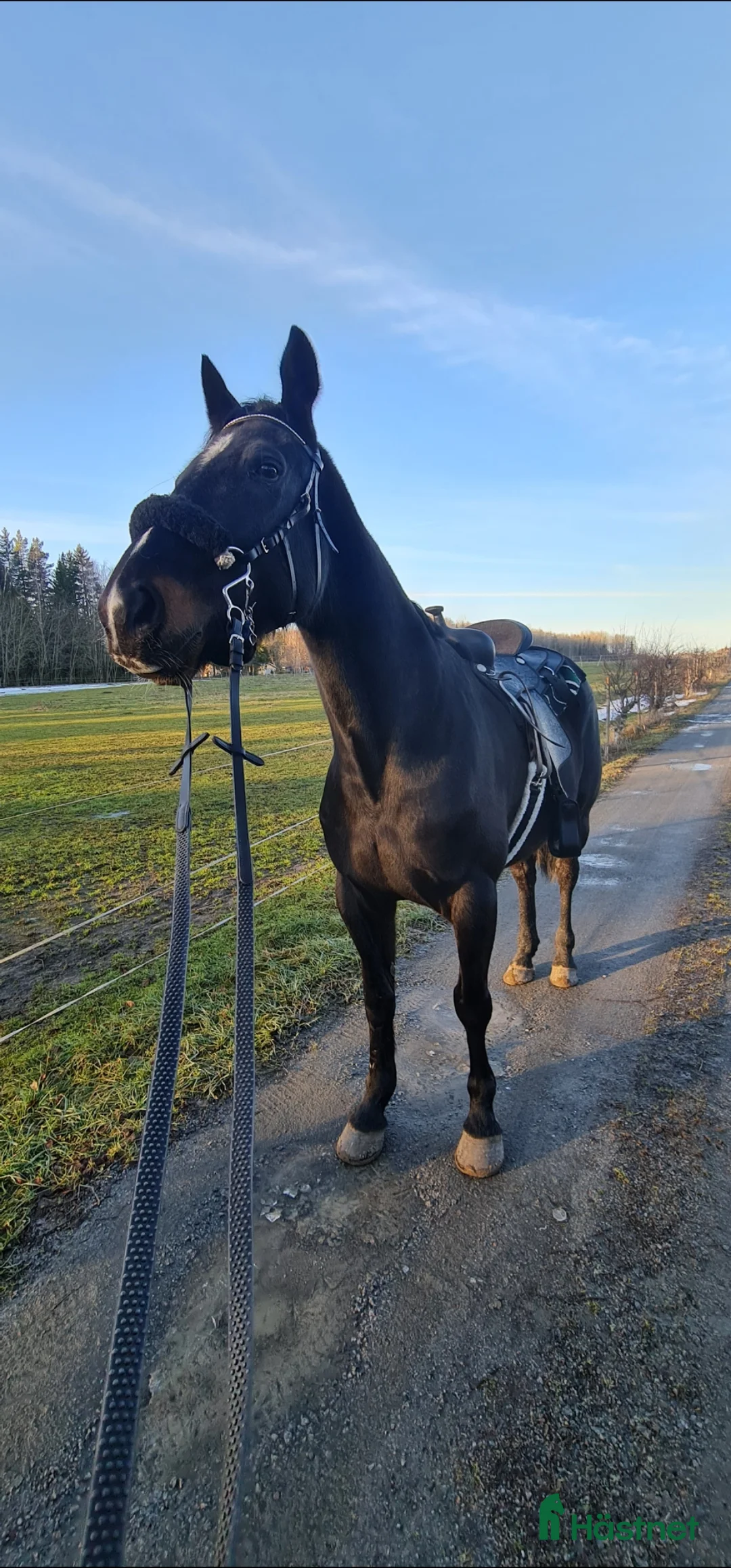 Allround hästar till salu: Världens finaste häst - Annons 11