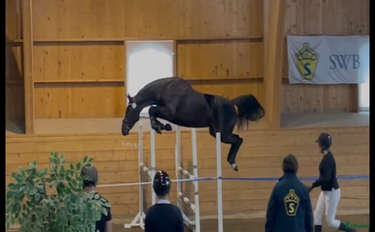  hästar i Kumla - Annons 14