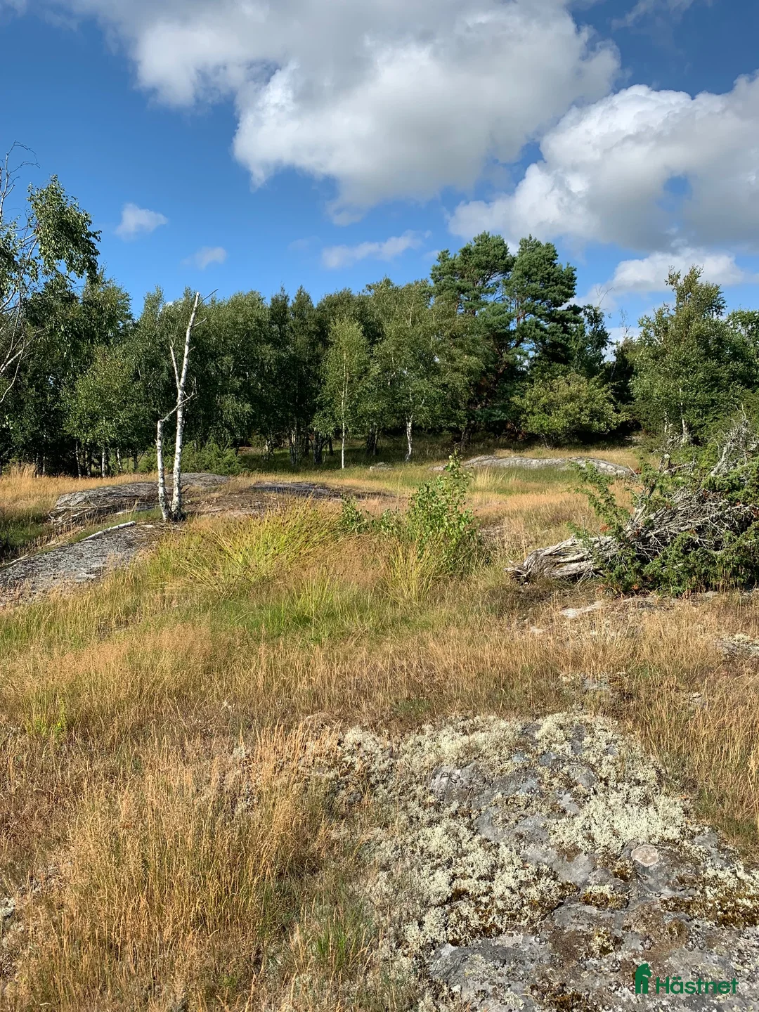  stallplats finnes: Ledig boxplats i Säve i Säve - Annons 6
