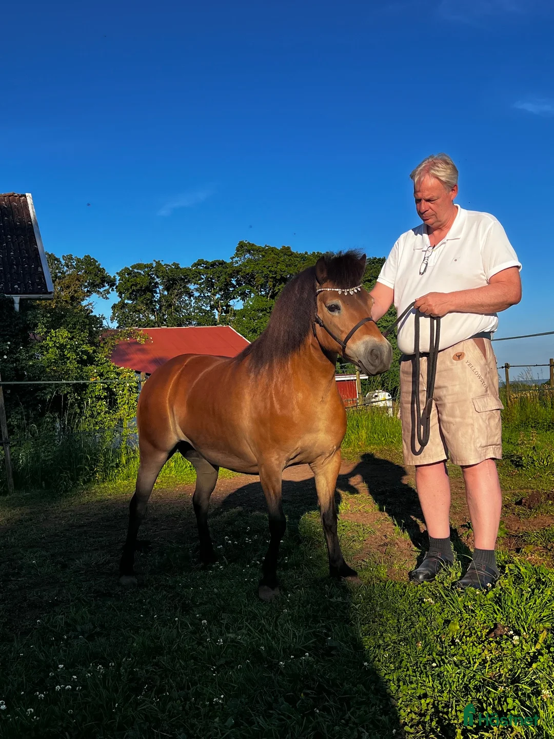 Allround hästar till salu: Super snäll ponny☀️ i Hällekis - Annons 2