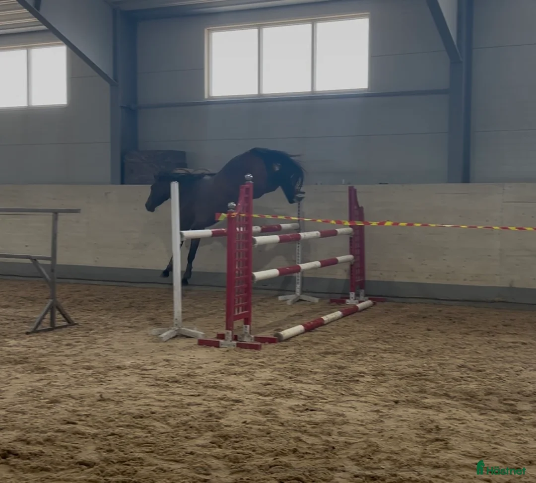 Hoppning hästar till salu: Sto 4 år  i Eskilstuna - Annons 5