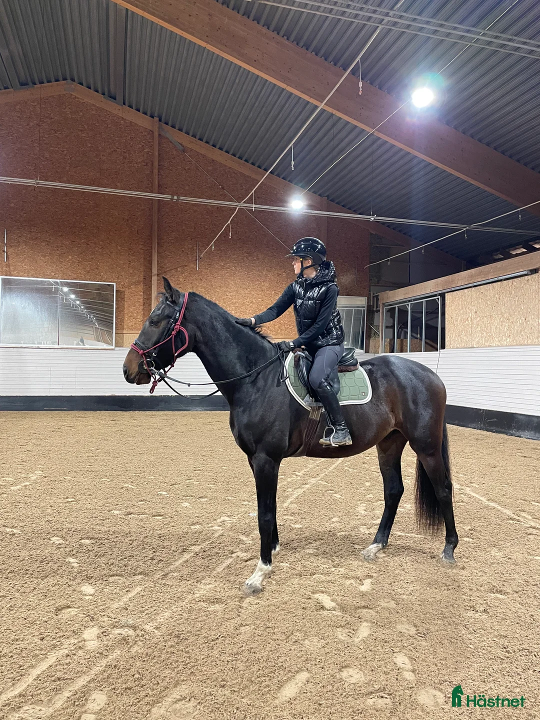 Hoppning hästar till salu: 4-åring med potential - Annons 4