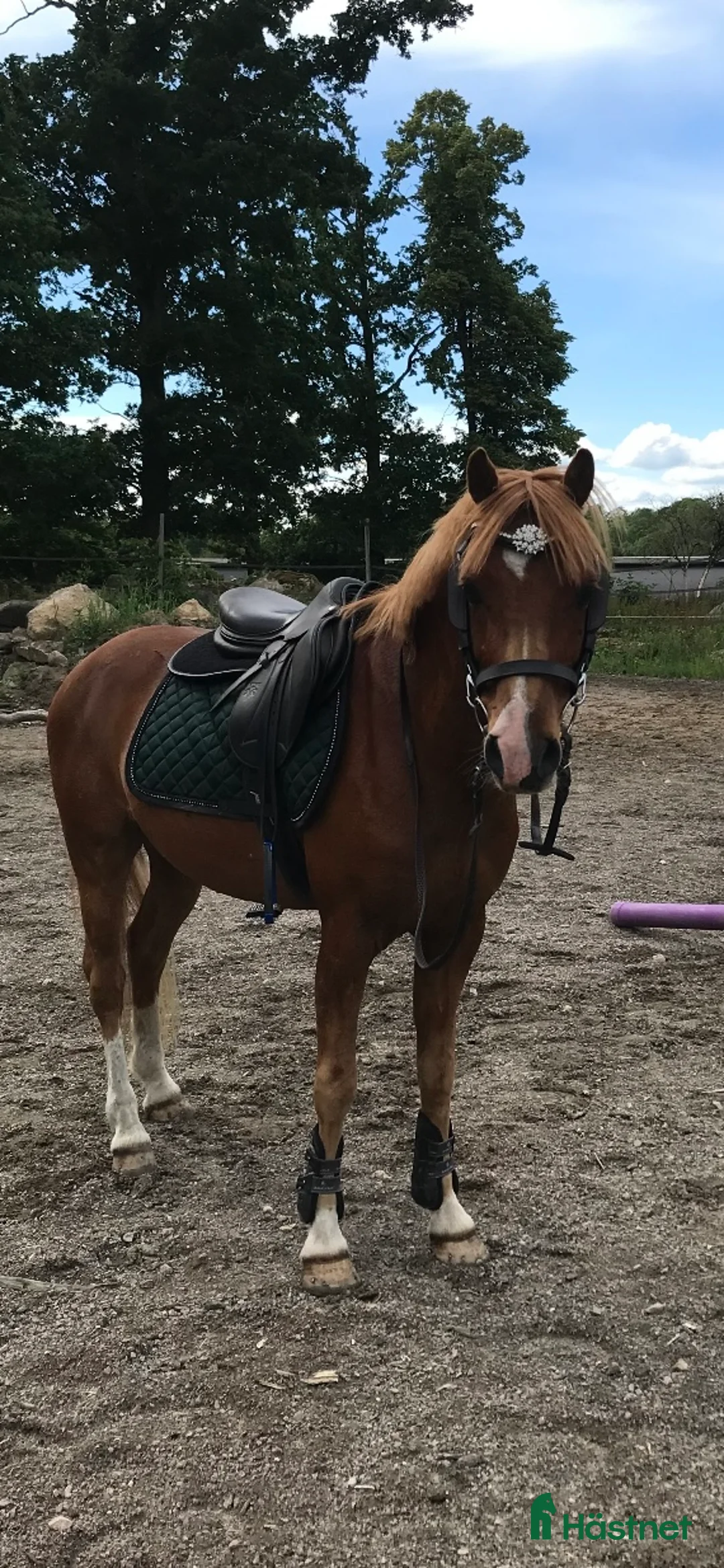 Allround hästar till salu: Söt och underbar B ponny i Fridlevstad - Annons 2