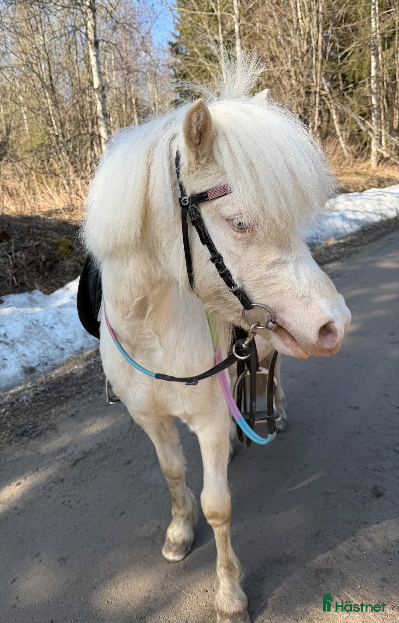  hästar Vacker B-ponny - Annons 1