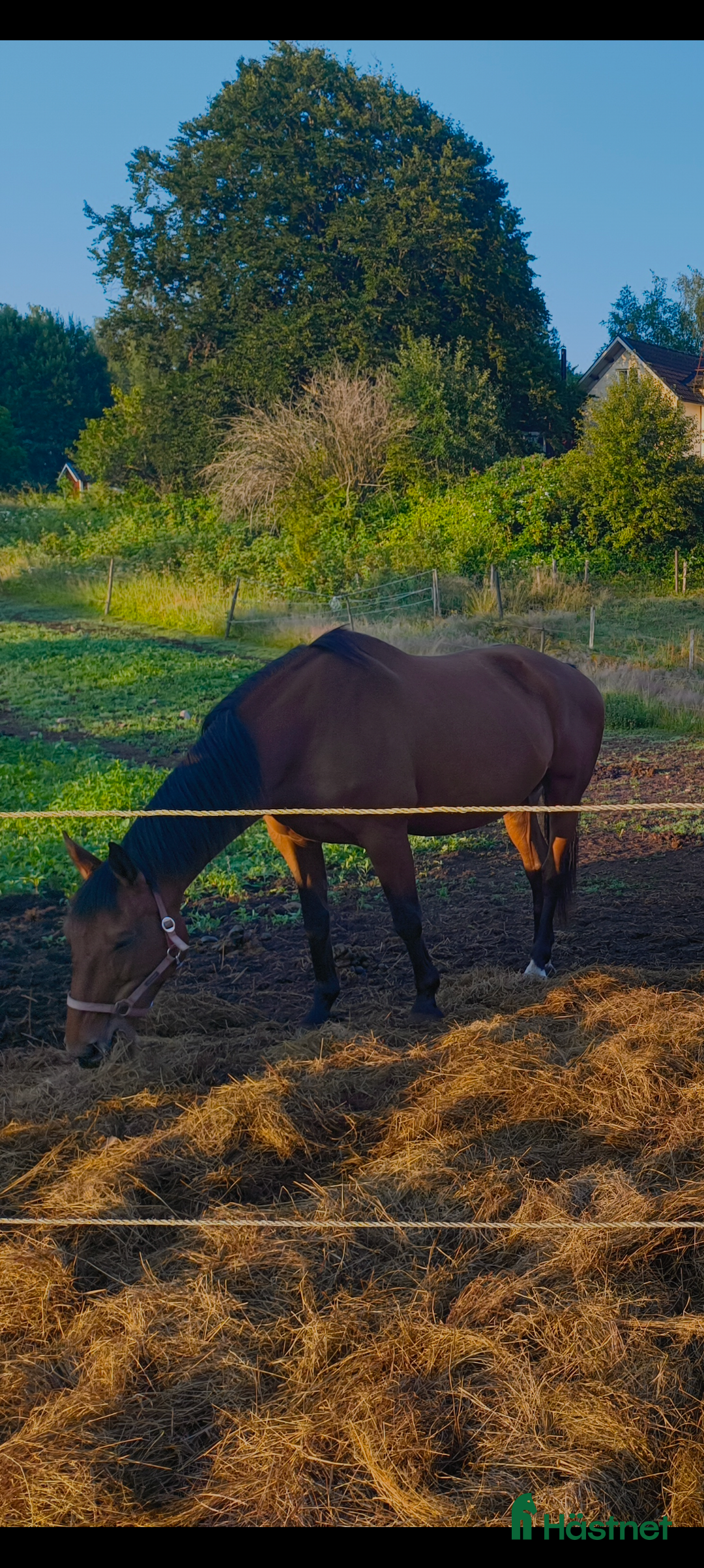 Övrigt hästar till salu: Snällt sto till avel eller lättare ridning i Svenljunga - Annons 3