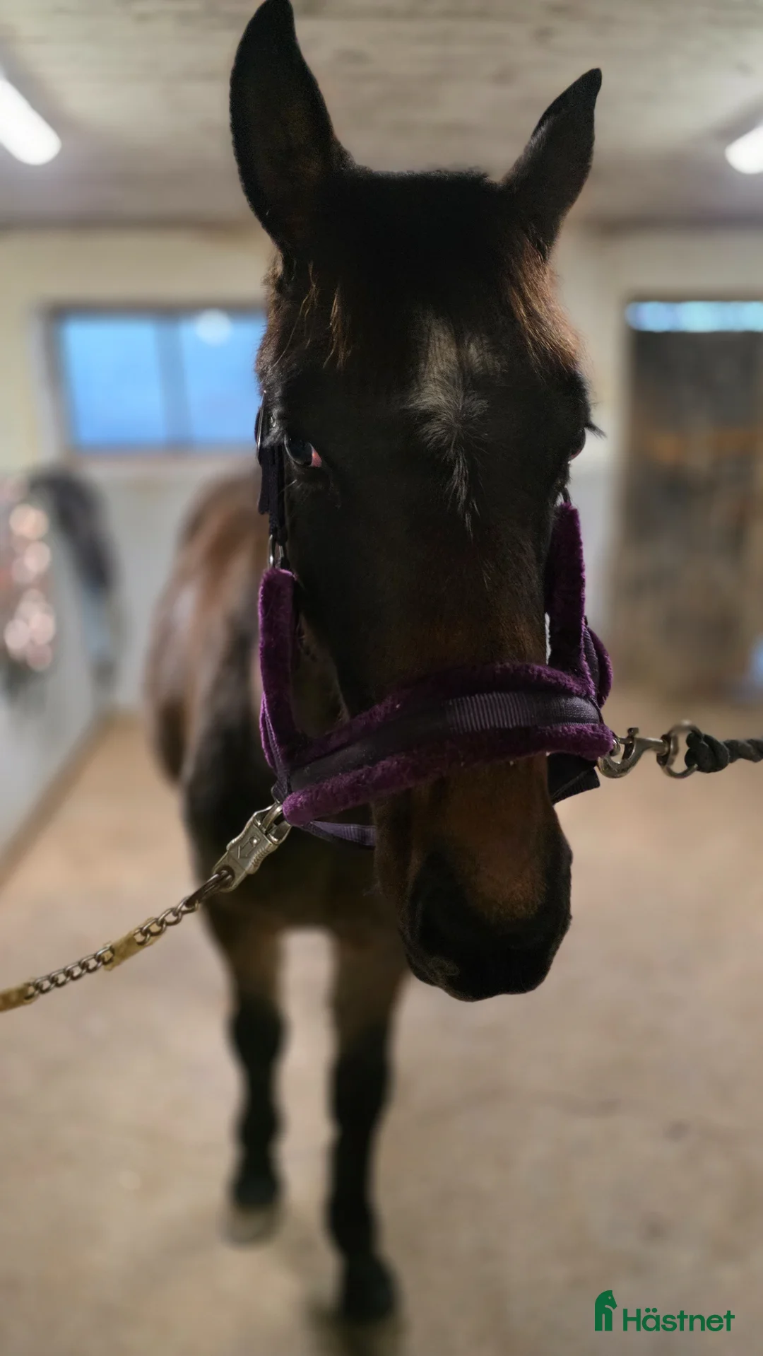 Allround hästar till salu: Finaste tjejen med fin dressyr stam ❤️ i Falköping - Annons 2