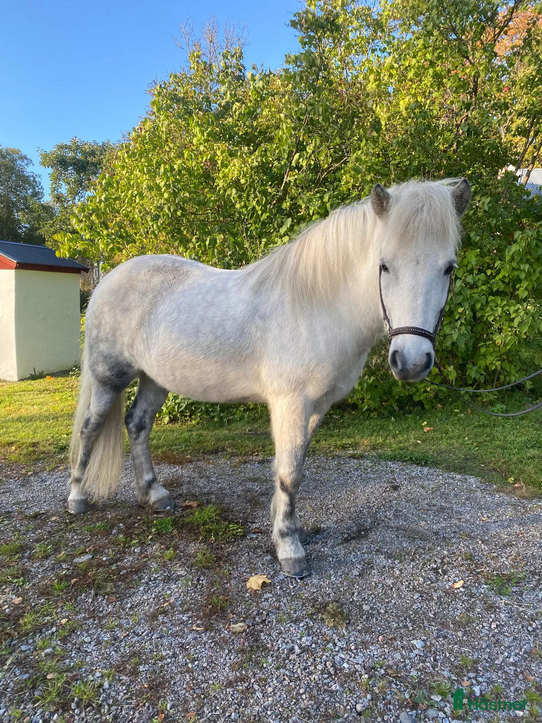 Island hästar till salu: Islandssto i Uppsala - Annons 4