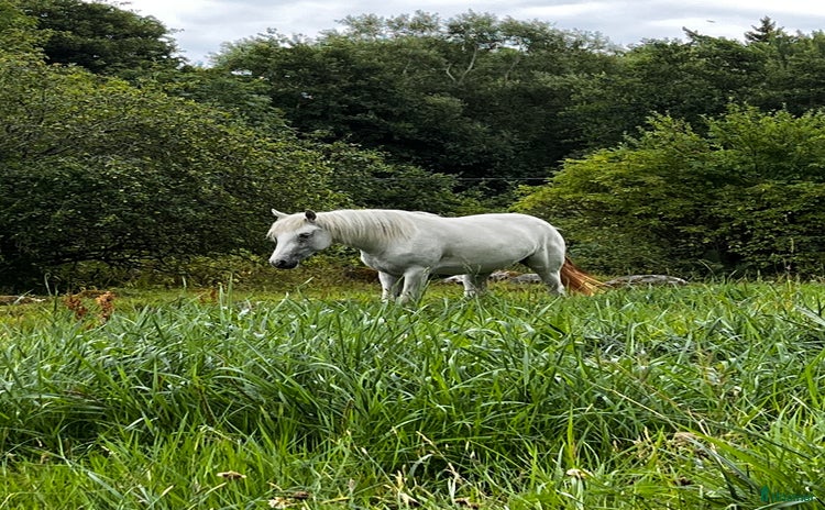  hästar Connemarakorsning söker bästavän  i Eksjö - Annons 5