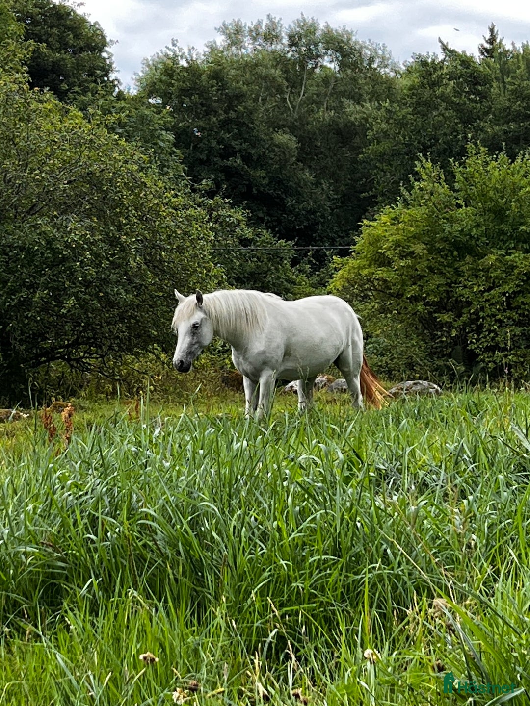 Allround hästar till salu: Connemarakorsning söker bästavän  i Eksjö - Annons 1