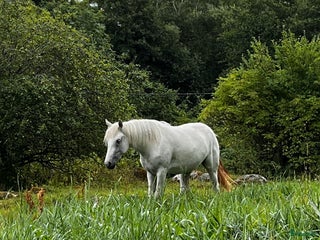Allround hästar till salu: Connemarakorsning söker bästavän i Eksjö - Annons 1