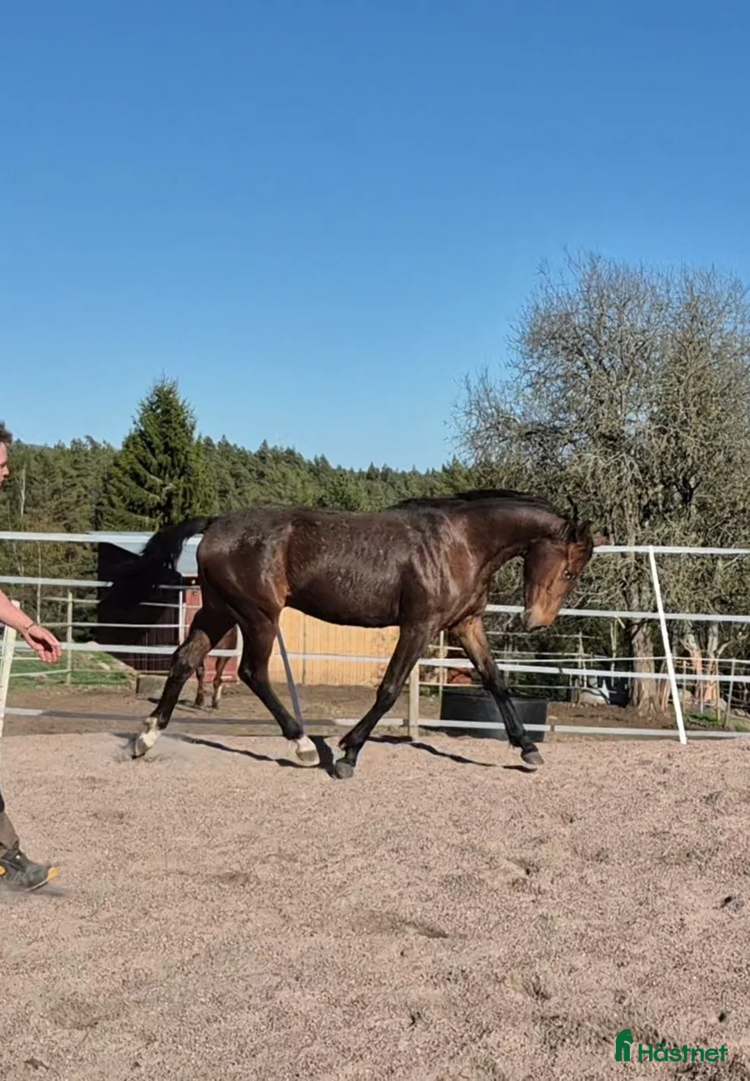 Fälttävlan hästar till salu: En framtida tävlingskompis! - Annons 2