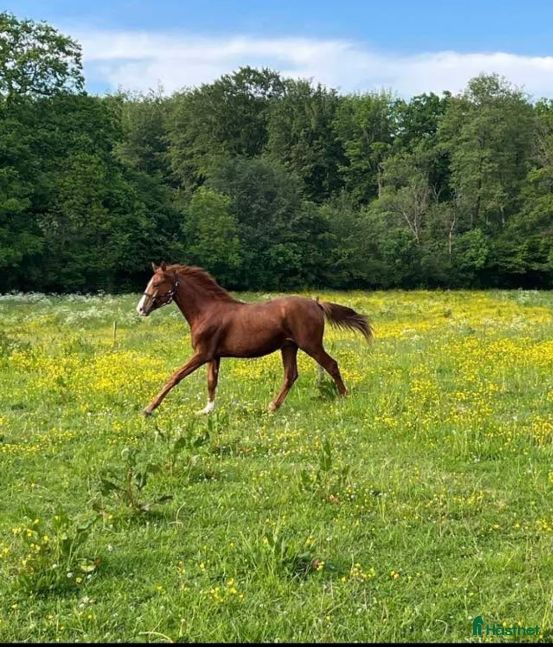  stallplats finnes: Bete  - Annons 1