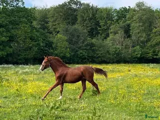 stallplats Bete - Annons 4