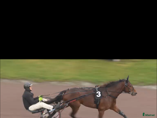 hästar Starthäst i Nossebro - Annons 1