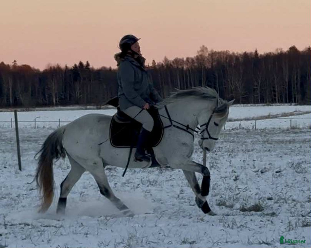 Allround hästar till salu: Mycket fin valack med stor kapacitet i Sala - Annons 4