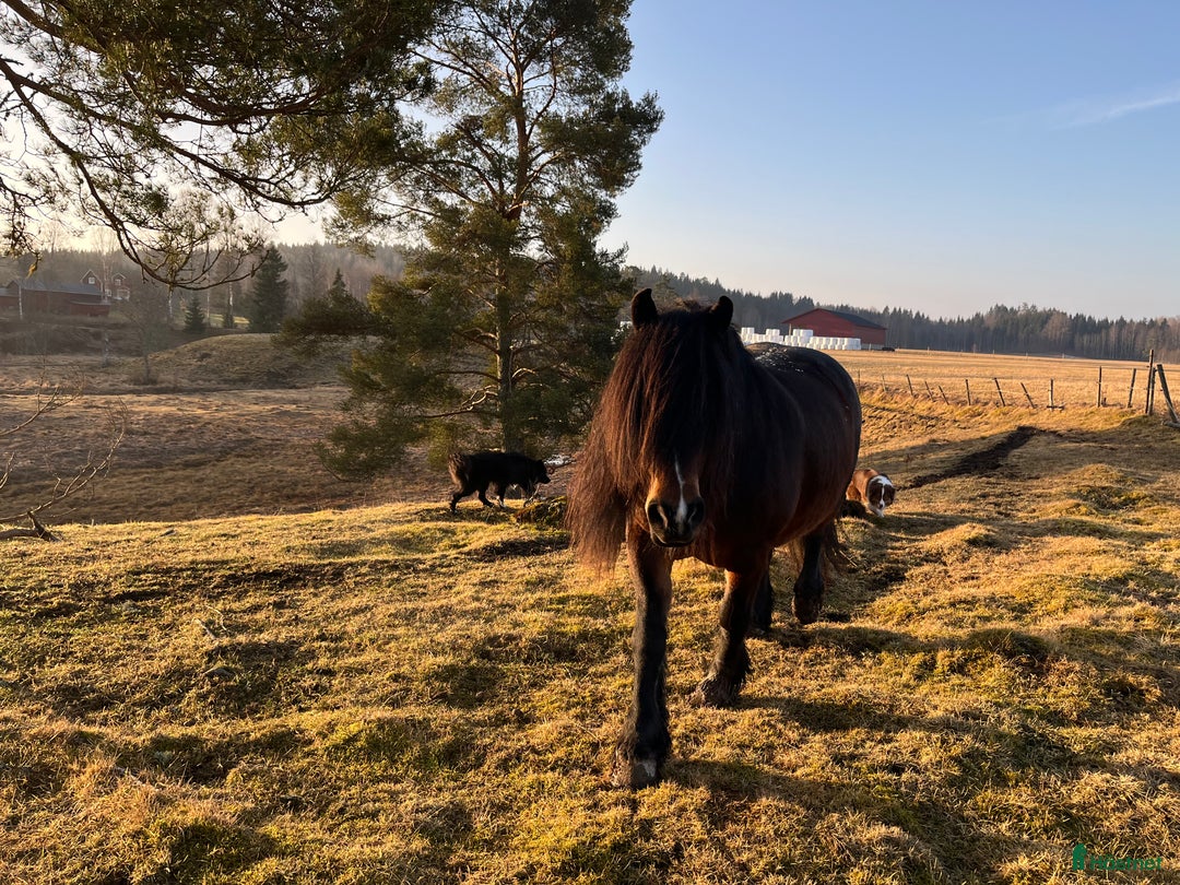 Körning hästar till salu: TINGAD! Dora 🌟 i Årjäng - Annons 3