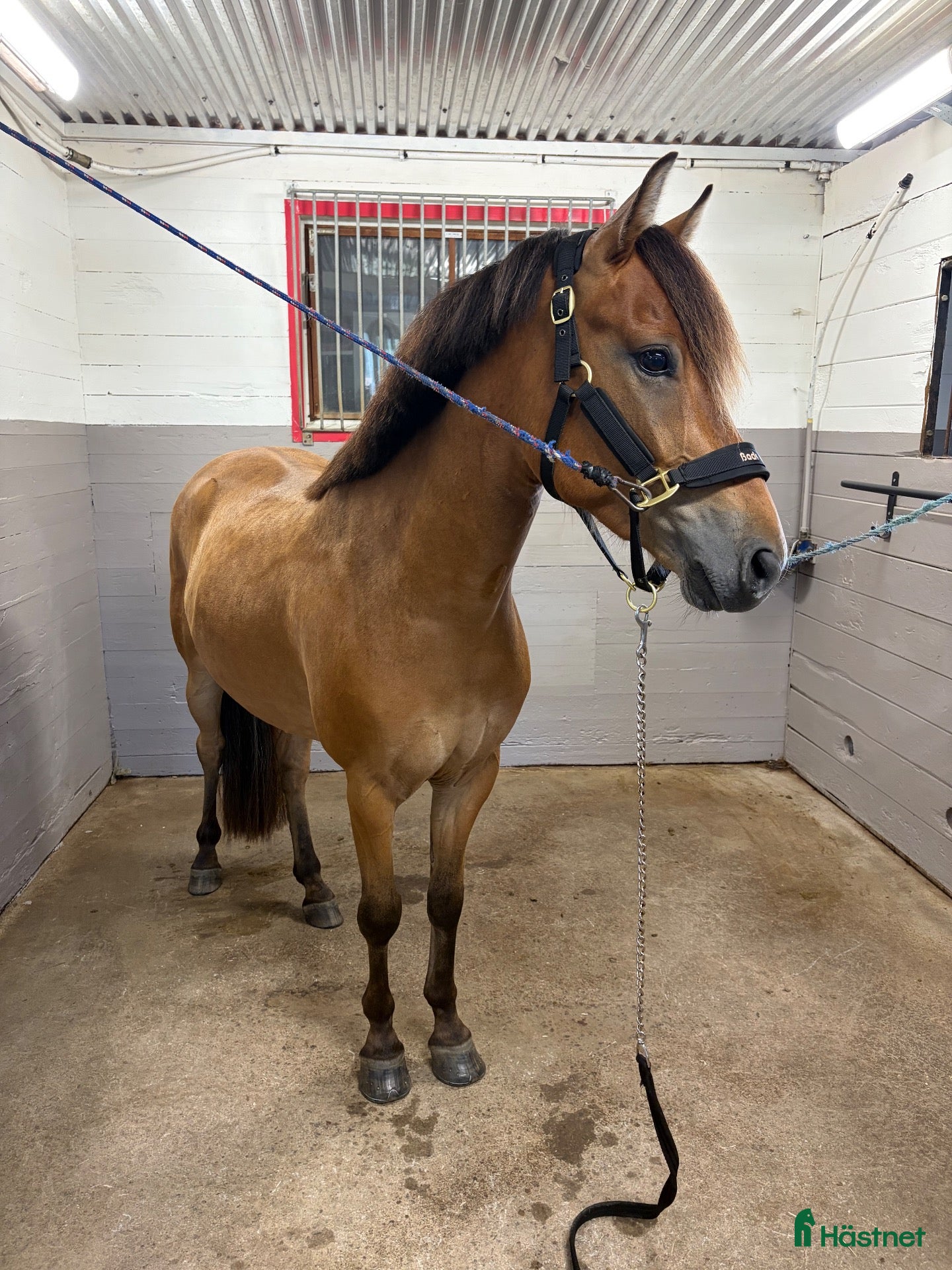  hästar Superhärlig ungponny!❣️ - Annons 2