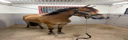 Allround hästar till salu: Superhärlig ungponny!❣️ - Annons 2