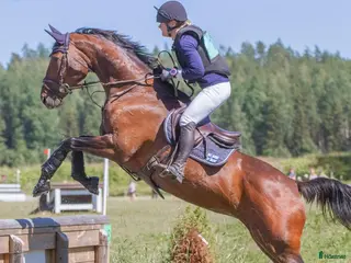 hästar Sökes talangfullt unghäst - Annons 15