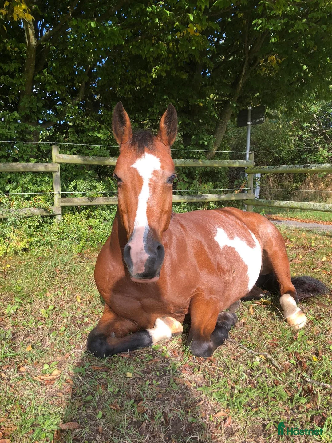 Hoppning hästar till salu: Fantastisk hopponny - Annons 2