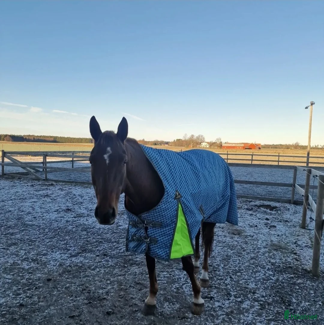 Western hästar till salu: ⭐️Intressekoll ⭐️ Willie  - Annons 5