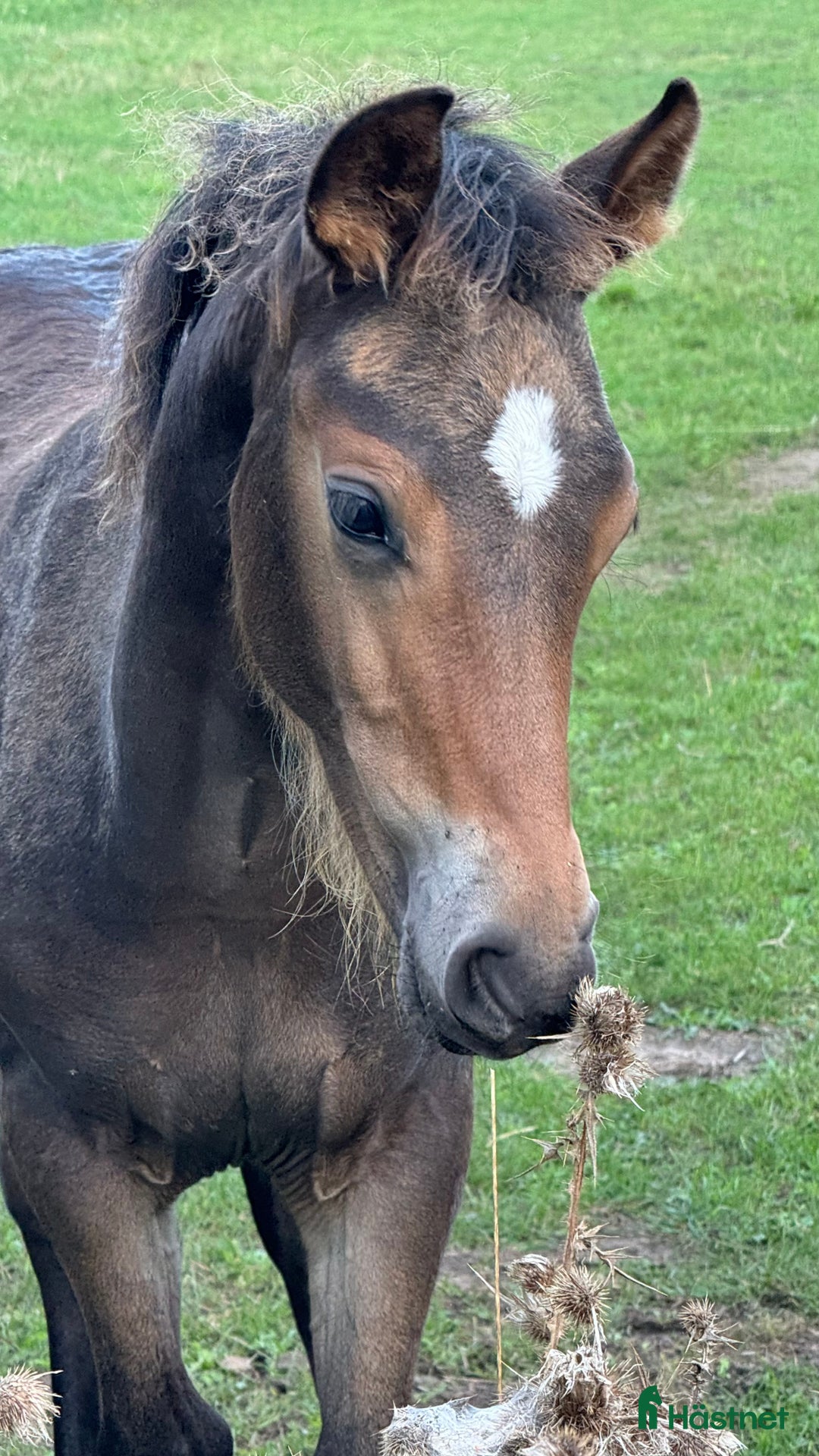 Allround hästar till salu: Fanzy i Simrishamn - Annons 4