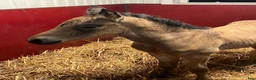 Allround hästar till salu: Fullstammad Connemara Hingst e Bjennesby Axwell i Falköping - Annons 5