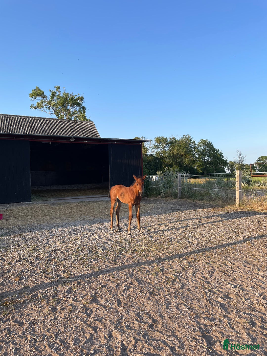 Hoppning hästar till salu: Stoföl e. Cosmos Hästak ue. Heartbeat  i Mörbylånga - Annons 5
