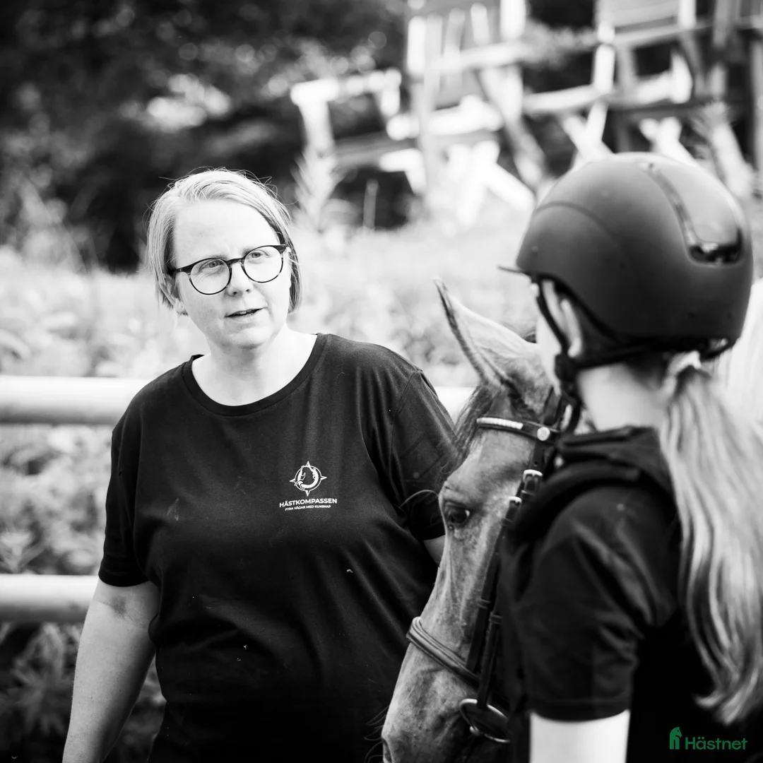 Allround hästar sökes: Snäll ponny/liten häst till annorlunda verksamhet - Annons 1