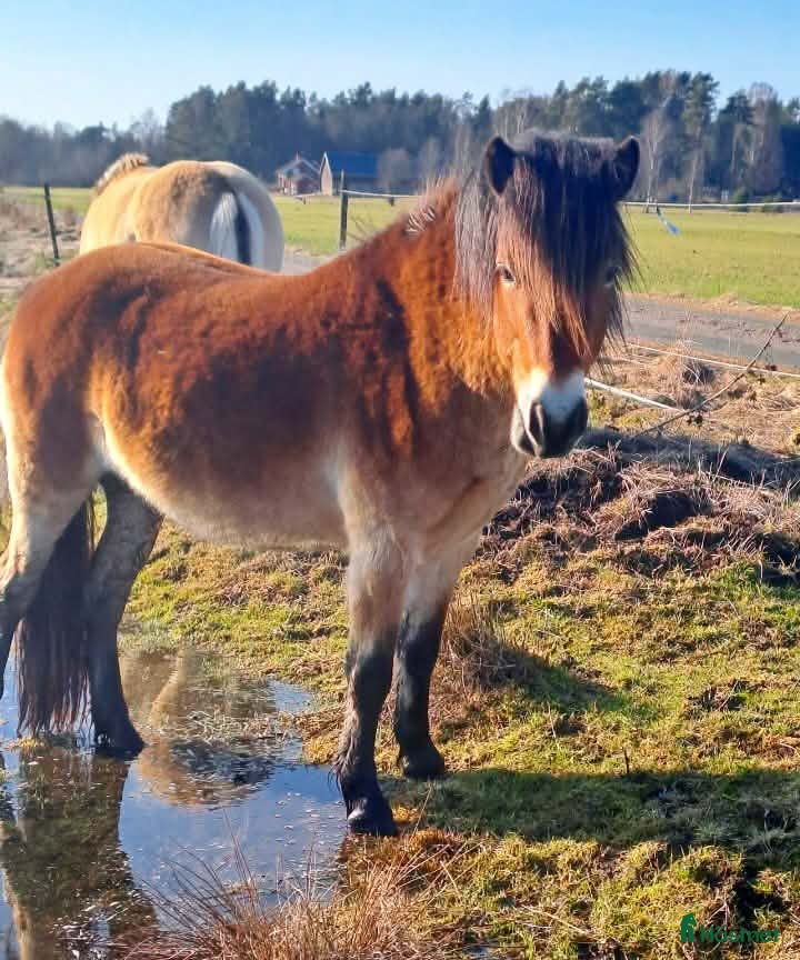 Allround hästar till salu: Gotlandsruss valack 3 år med travstam i Nossebro - Annons 4