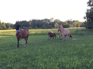 Allround hästar sökes: Foderponny/häst för senare köp sökes i Kungsör - Annons 1