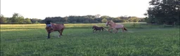 Allround hästar sökes: Foderponny/häst för senare köp sökes  - Annons 1