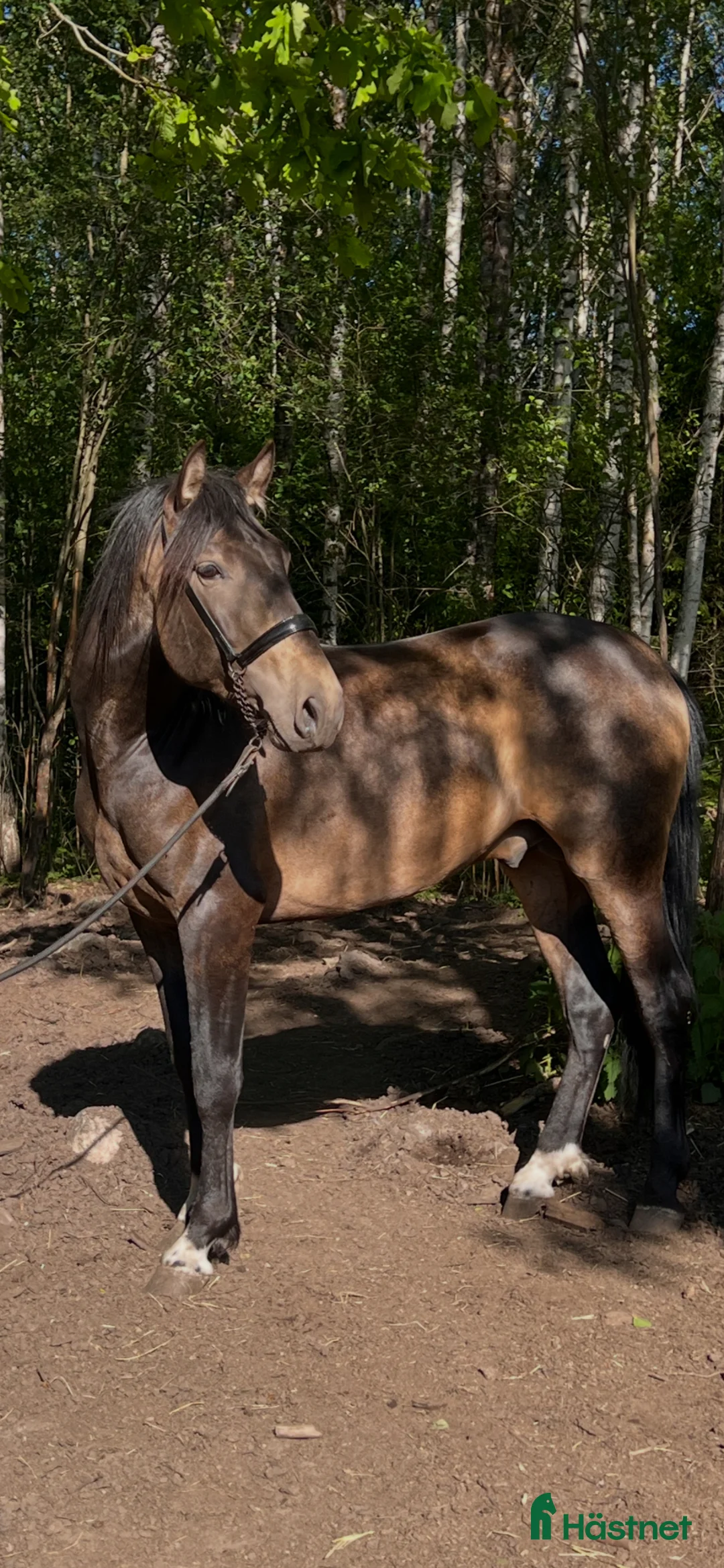 Allround hästar till salu: Nydelig PRE 3 års hingst selges i Hof - Annons 1