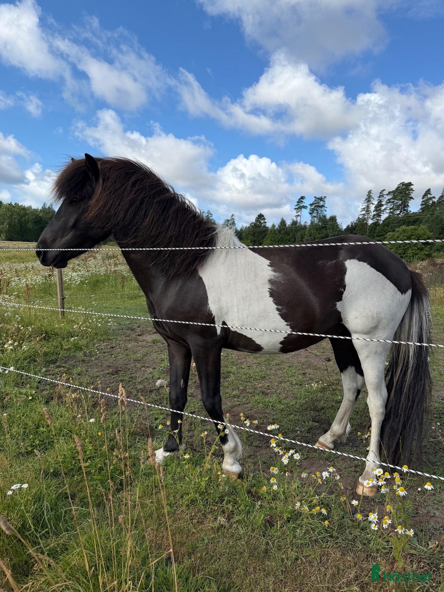  hästar Skäckhingst för inridning till hösten - Annons 1