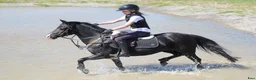 Hoppning hästar till salu: Världens bästa Nora 🖤 - Annons 1