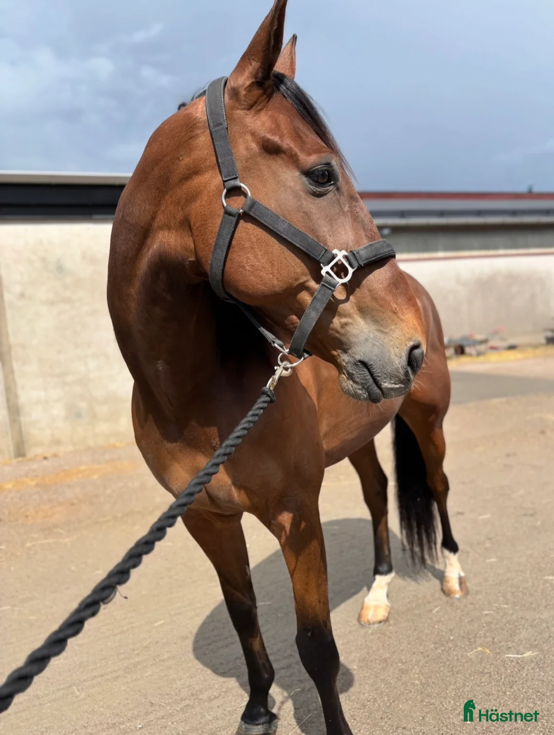 Sällskap hästar till salu: Trevlig 9årig valack  i Kalmar - Annons 4