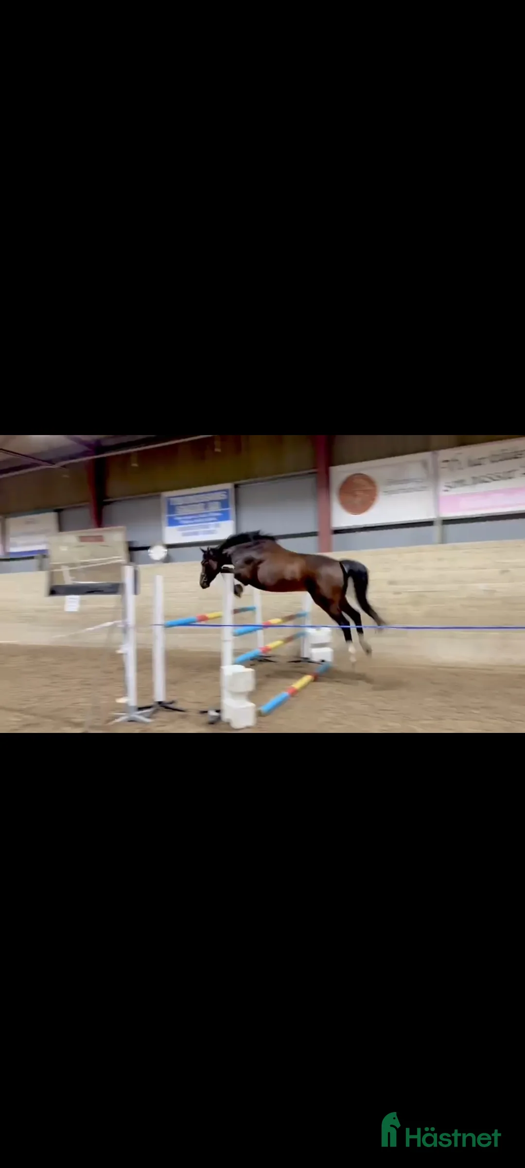 Allround hästar till salu: Okomplicerad och vänlig 5åring  - Annons 2